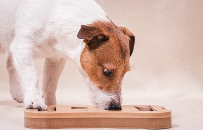 Chien avec un jouet en bois