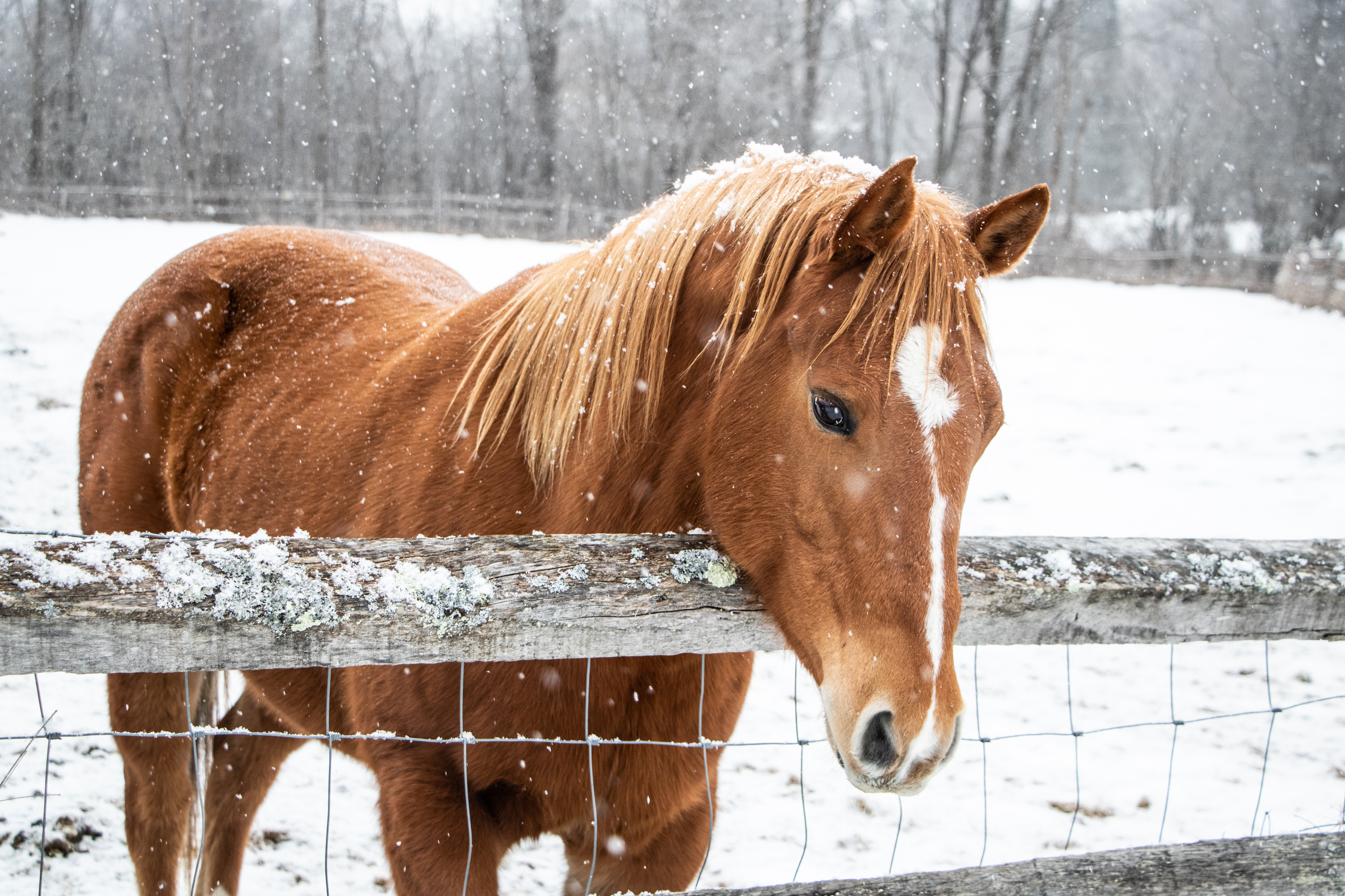 Cheval en hiver