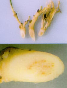 Bacterial wilt