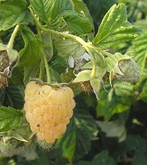 Golden raspberry