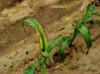 corn Zn deficiency