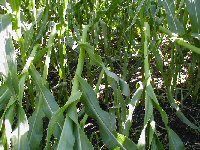 stalk damage caused by wind