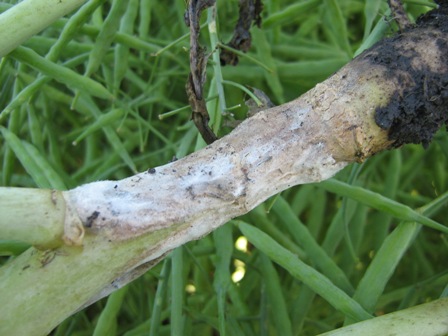 base sclerotinia-1small.jpg