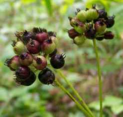 Wild Sarsaparilla