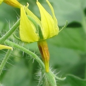 tomato flower with brown stamen