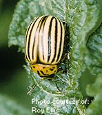 Colorado Potato Beetle