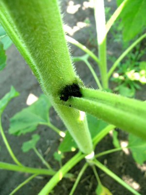 entrance hole surrounded by black frass 