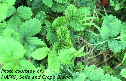 Cyclamen mite damage on strawberry