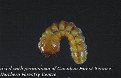 Saperda candida larva