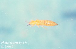 Adult thrip (Frankliniella tritici)