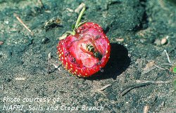 Yellowjacket wasp on strawberry