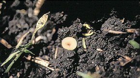 Sclerotinia in Canola