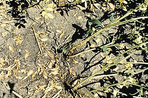 Anthracnose on Lentils