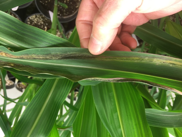 Goss's Wilt on corn