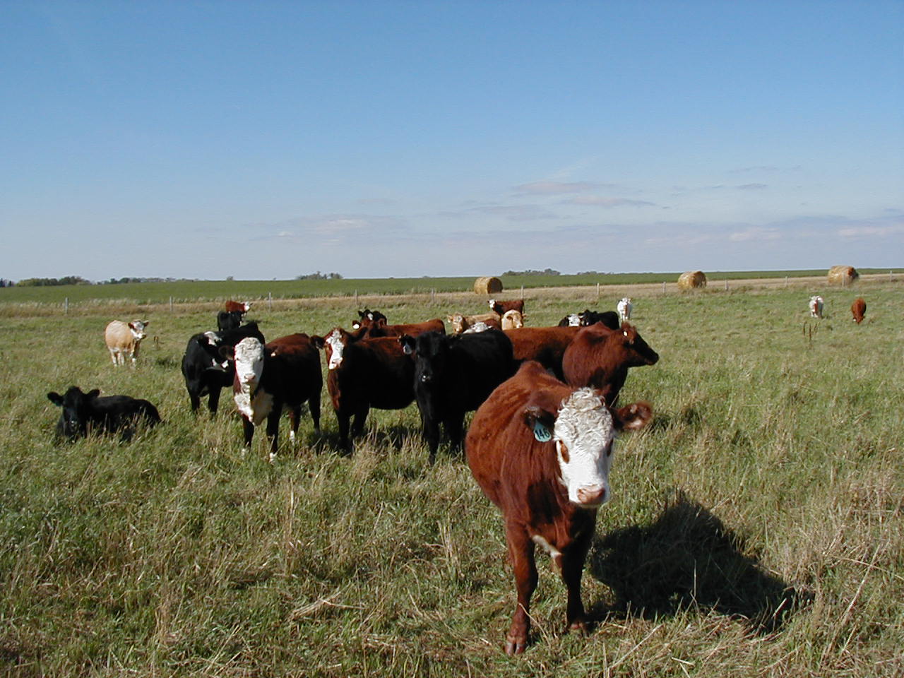 Pasture bloat.