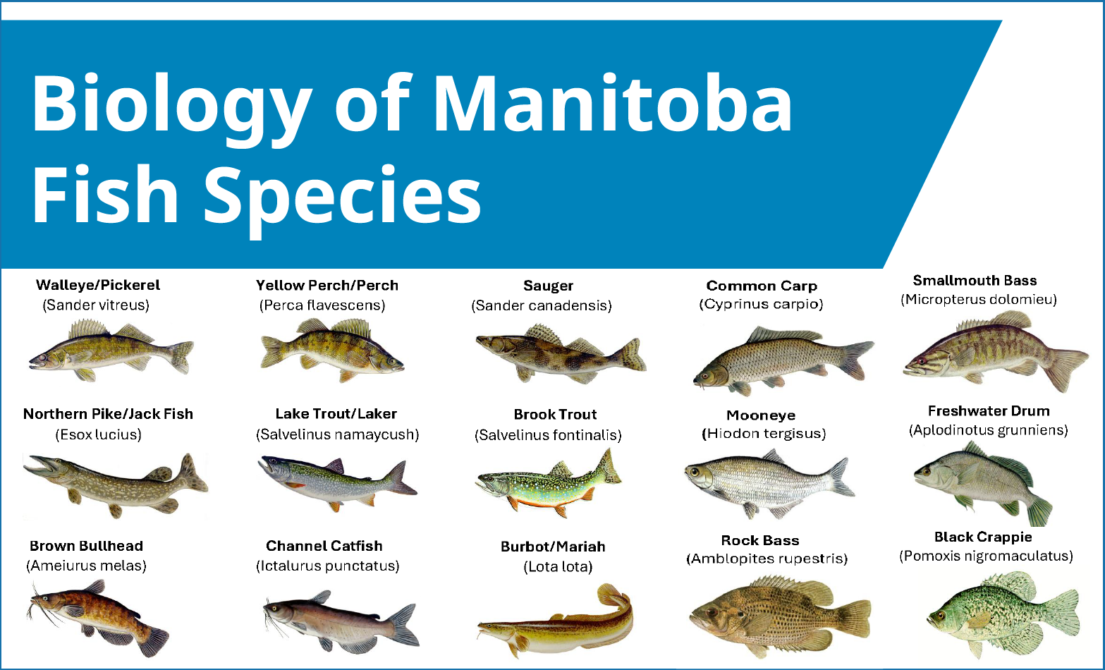 Biology of Manitoba Fish Species