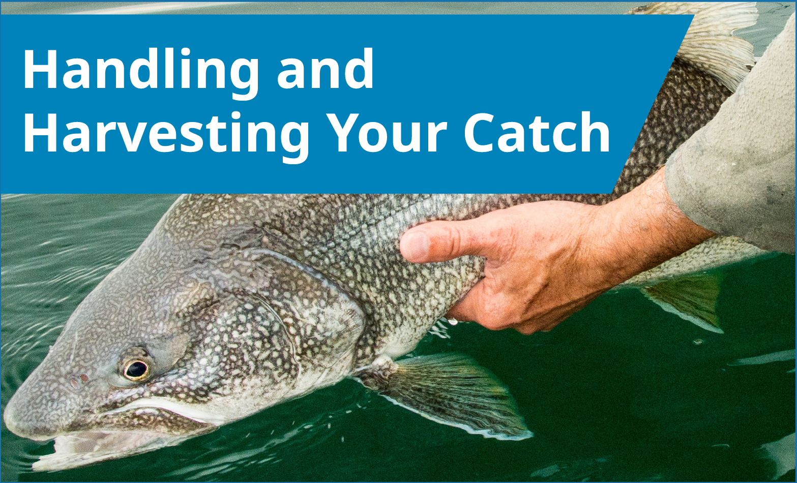 Handling Your Catch