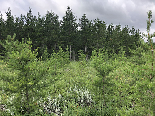 Photo of a forest with grey clouds above