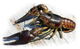 Rusty Crayfish